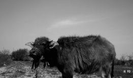 牛牛精品视频,探索视觉盛宴的奥秘